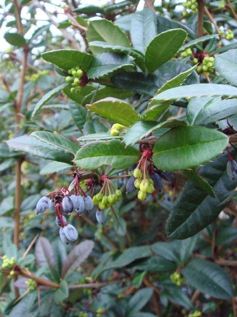 Berberis hookerri fleur